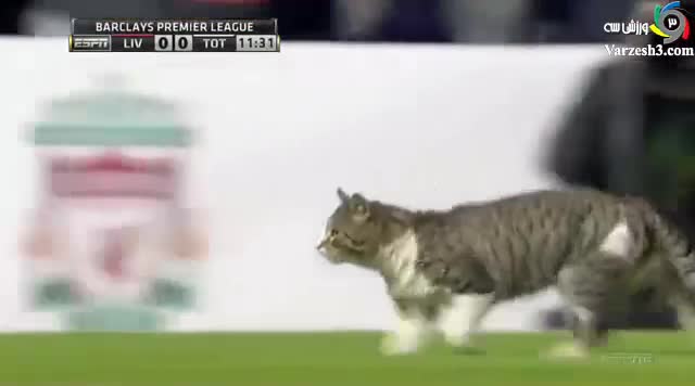 گربه فوتبالیست