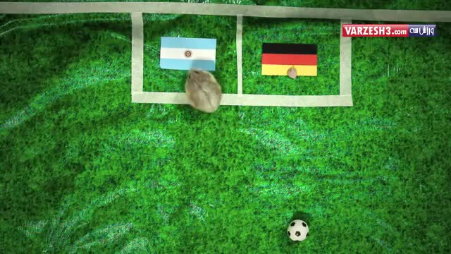 پیش بینی همسترهای پیشگو درباره بازی آرژانتین – آلمان