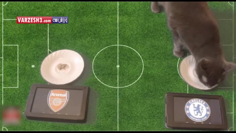 پیش بینی بازی آرسنال-چلسی توسط گربه