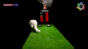 پیش بینی بلوط گربه ورزش سه از بازی پرتغال - مراکش