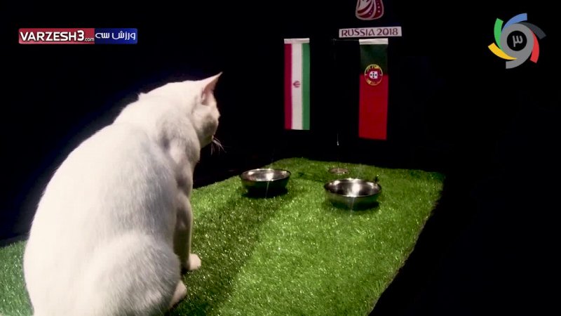 پیش بینی بلوط گربه ورزش سه از بازی ایران-پرتغال