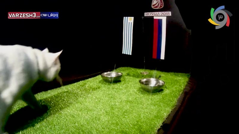 پیش بینی بلوط گربه ورزش سه از بازی اروگوئه - روسیه