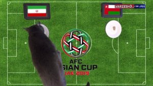 پیش بینی گربه پیشگو از برنده بازی ایران - عمان