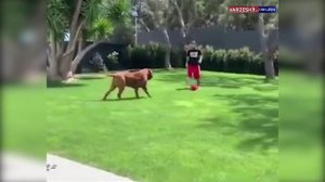 خرس وسط بازی کردن مسی با بچه ها و سگش